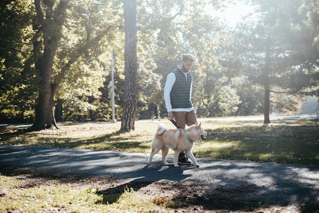 person-walking-dog-on-sidewalk-in-nature