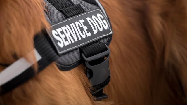 close-up-of-service-dog-vest